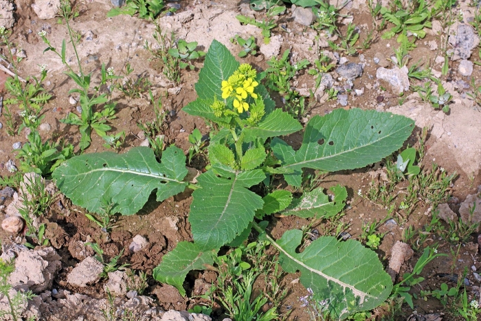 Горчица полевая сорняк