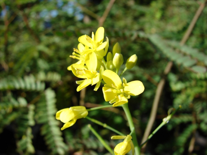 Brassica rapa subsp chinensis