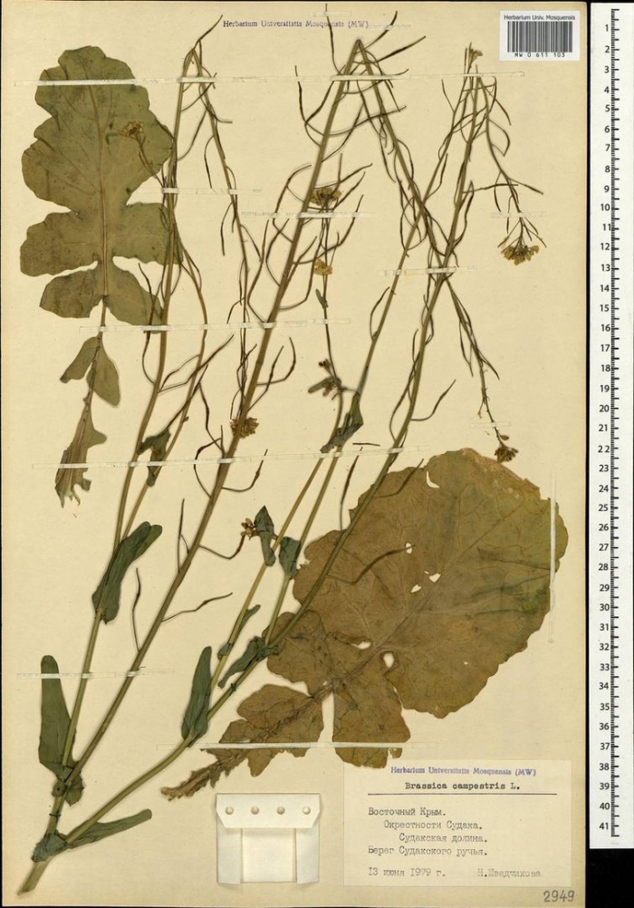 Капуста полевая гербарий