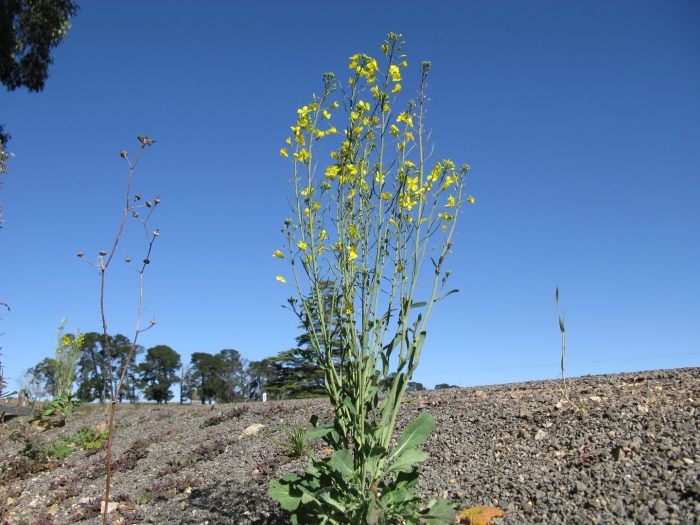 Brassica rapa subsp rapifera