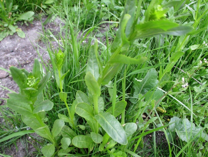 Ярутка полевая