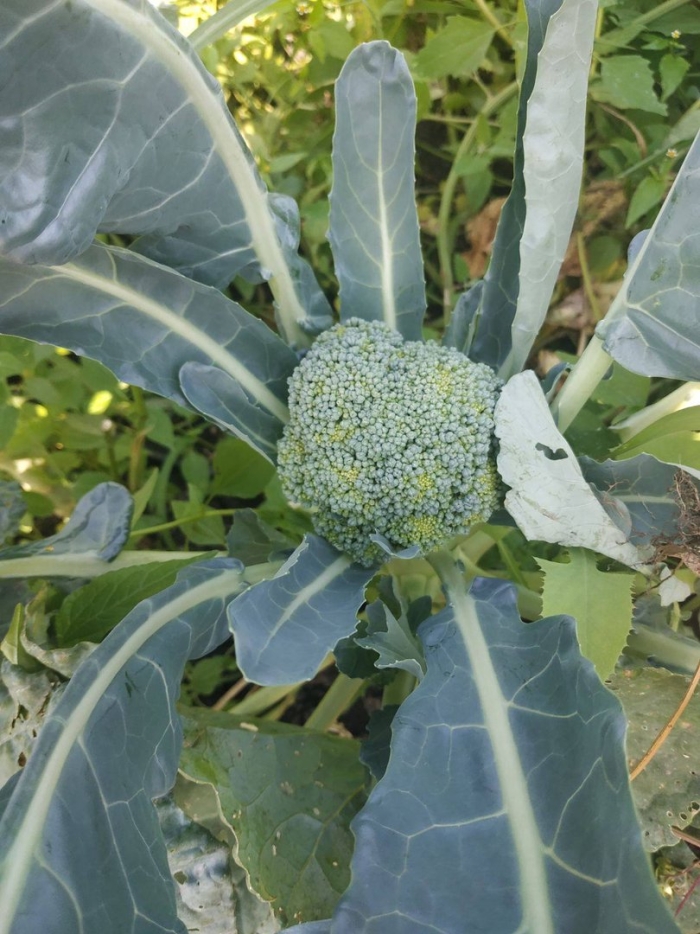 Капуста брокколи фиеста