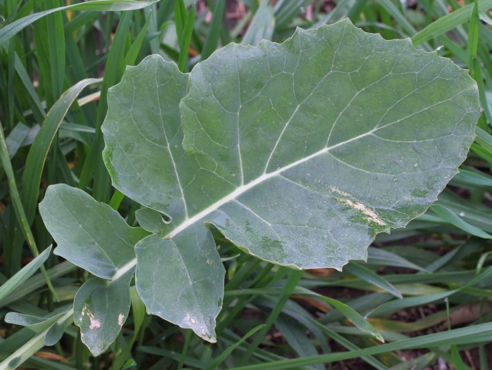Brassica oleracea var alboglabra