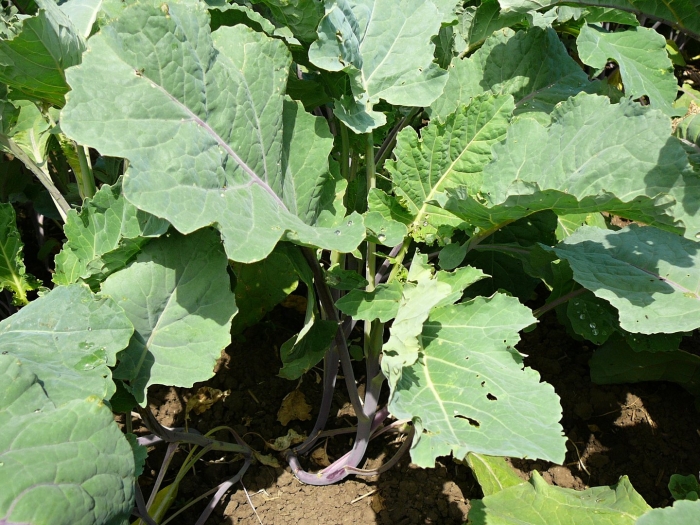 Капуста brassica oleracea
