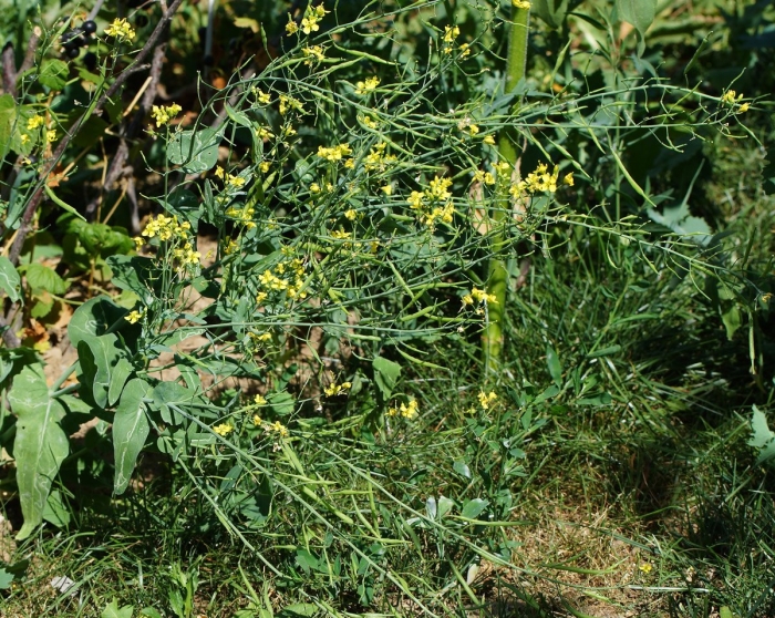 Brassica rapa subsp oleifera