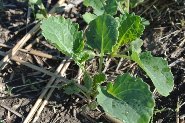 Пероноспороз рапса