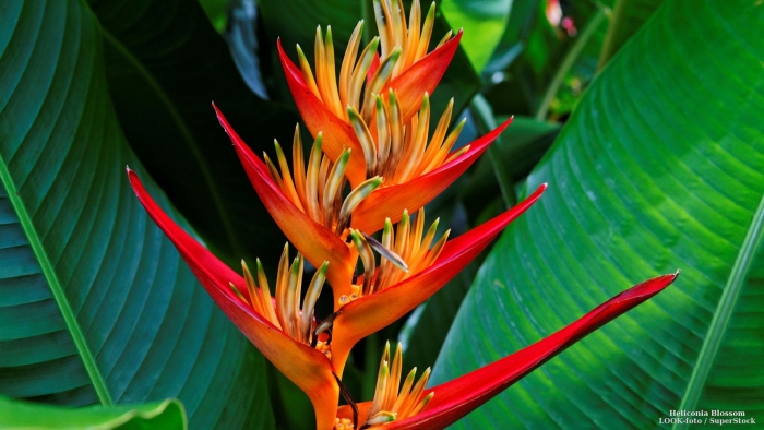 Геликония цветок