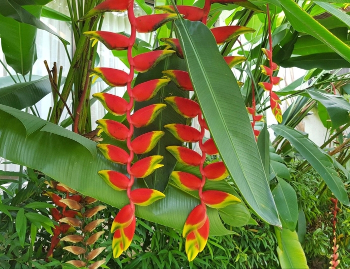 Геликония цветок