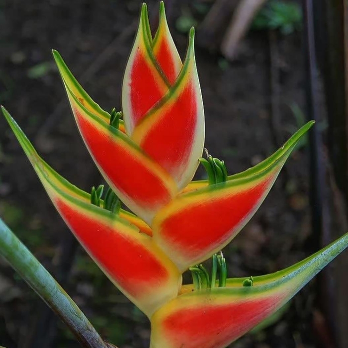 Heliconia wagneriana