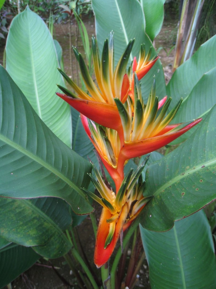 Цветок райская птица