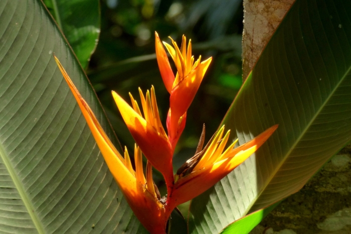 Геликония мохнатая