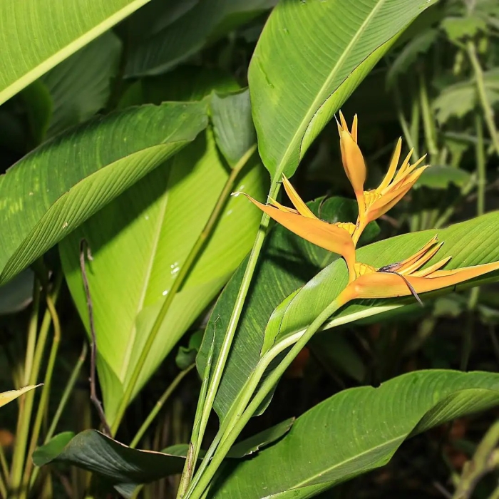 Геликония индийская (heliconia indica)