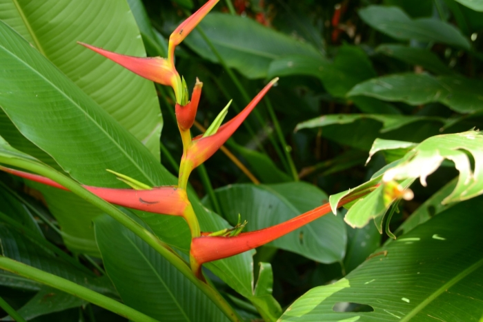 Heliconia latispatha