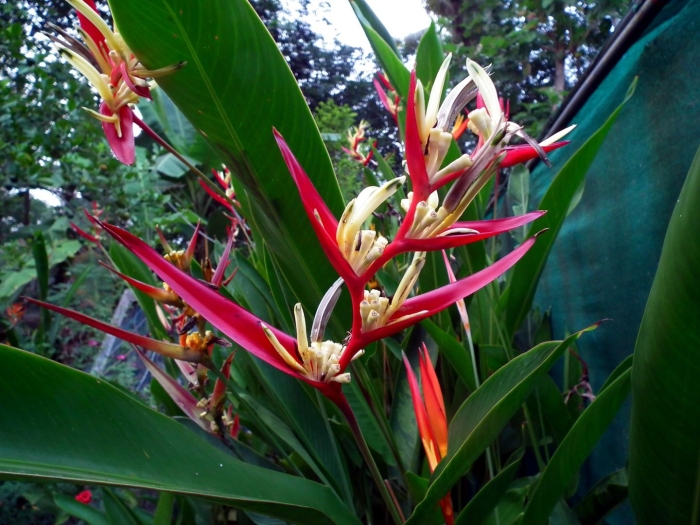 Heliconia psittacorum