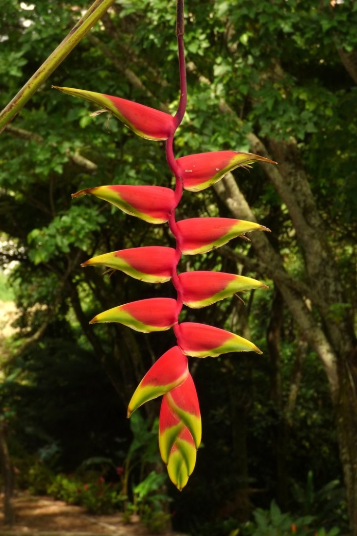 Геликония индийская (heliconia indica)