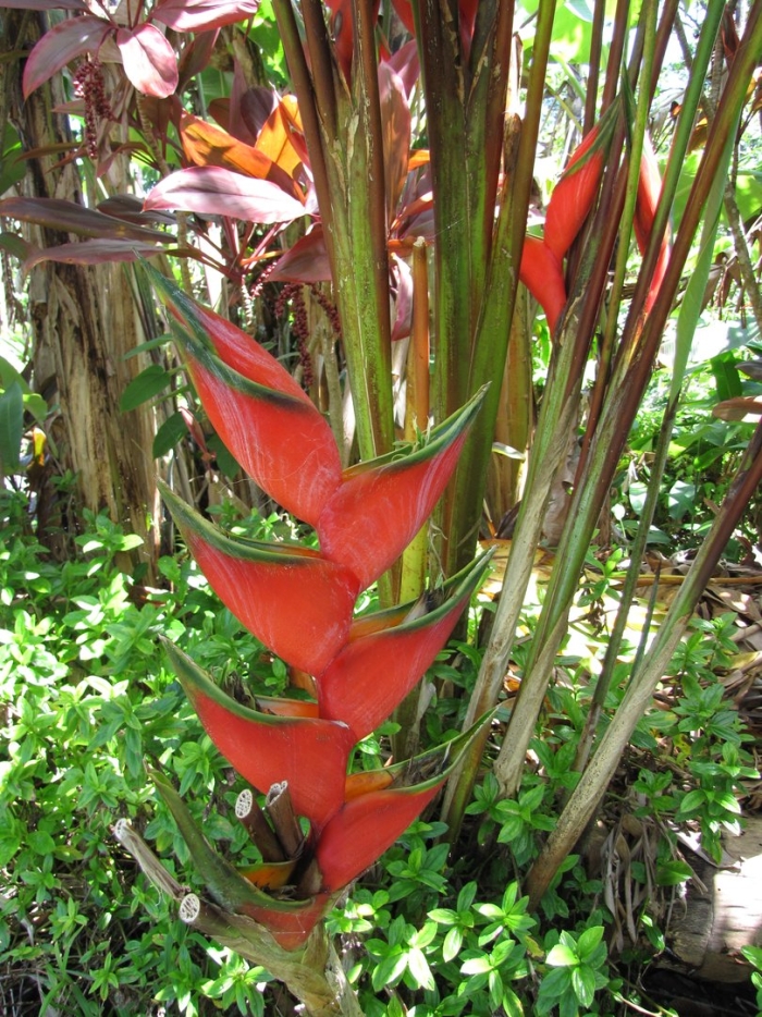 Геликония индика