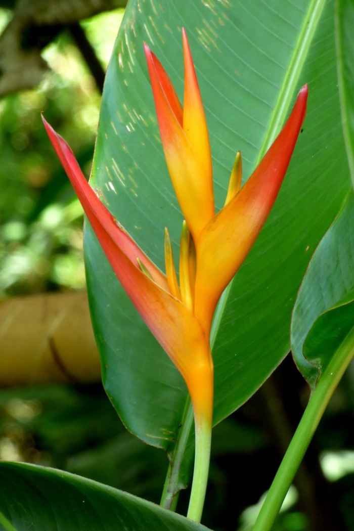 Стрелиция геликония