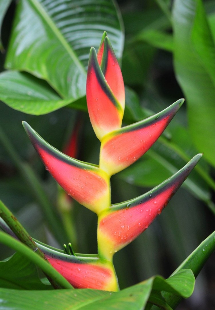 Геликония тропикал