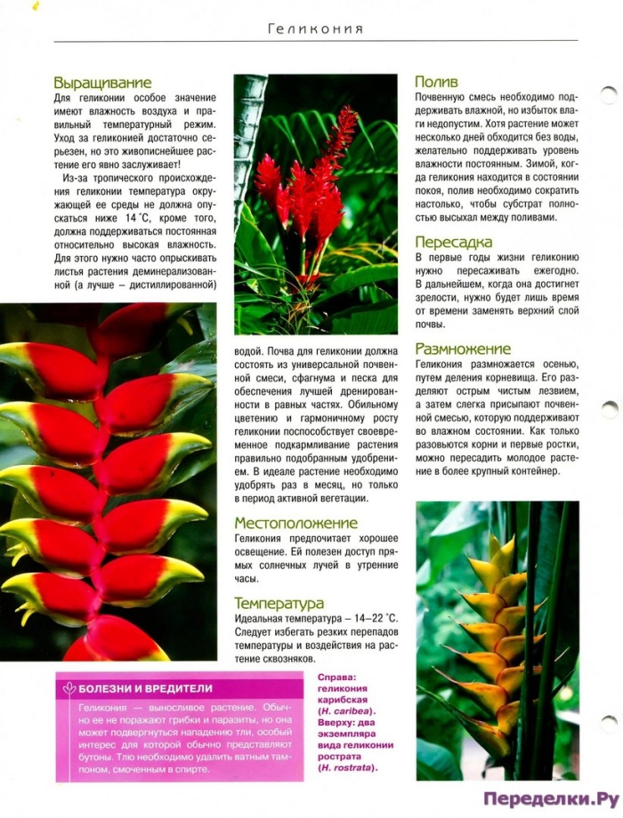 Экзотические растения