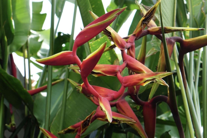 Heliconia vellerigera