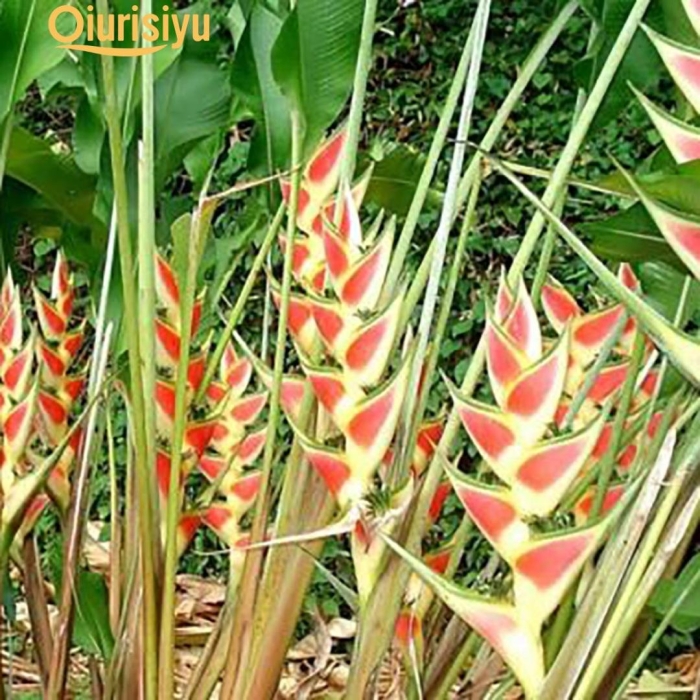 Heliconia wagneriana