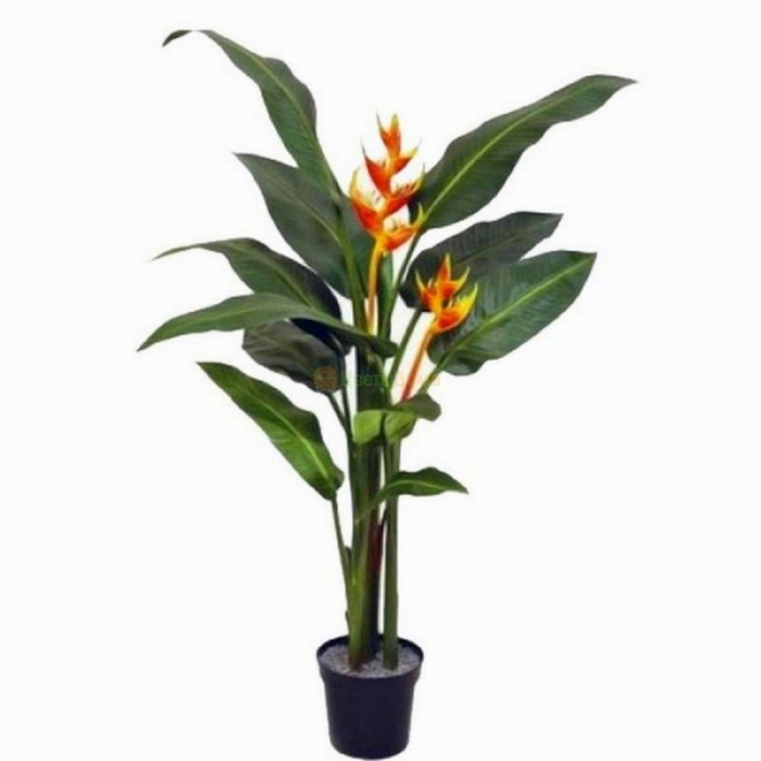 Геликония двухцветная