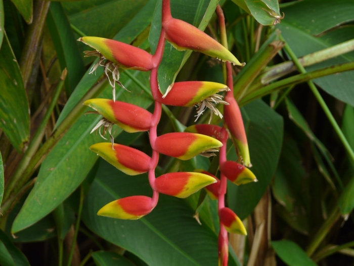 Heliconia chartacea