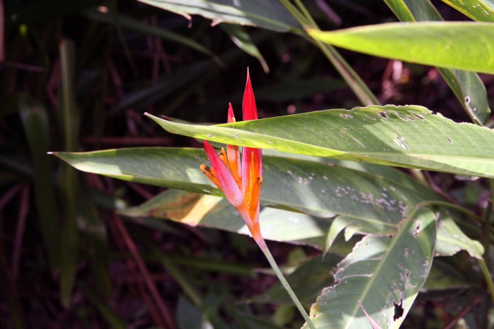 Strelitzia reginae