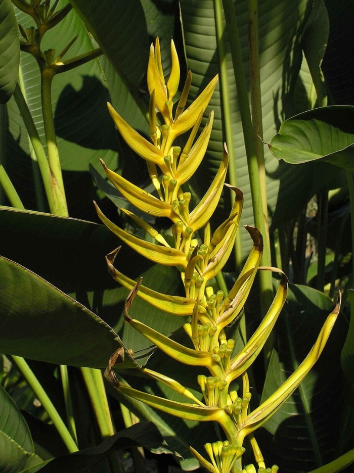 Heliconia lingulata