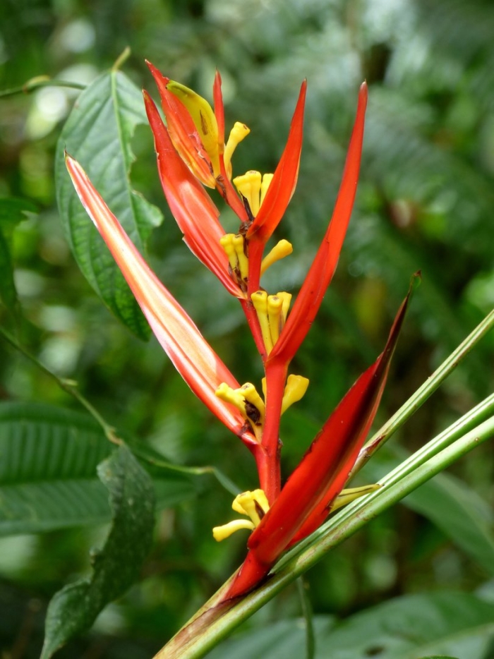 Heliconia psittacorum