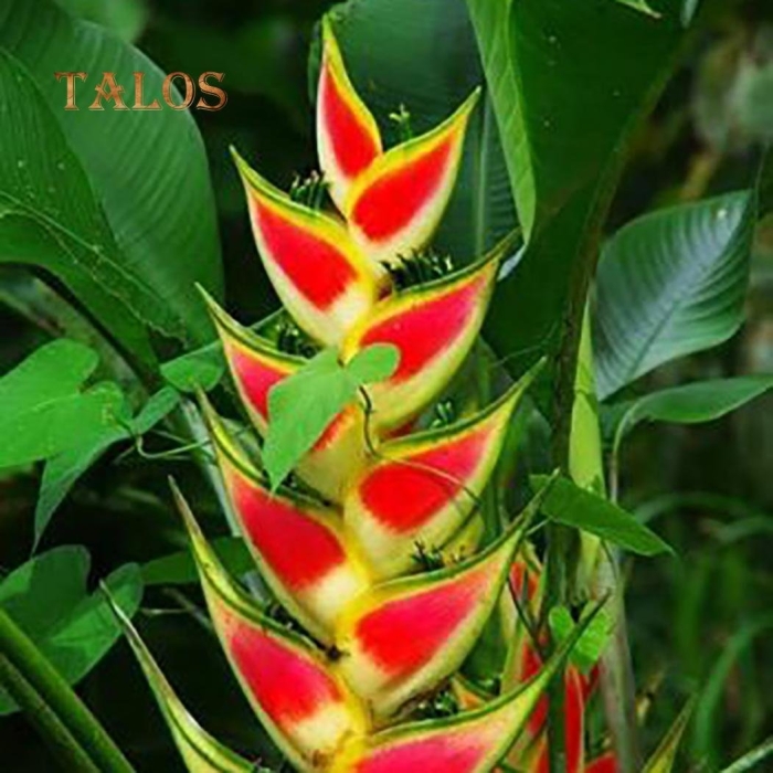 Геликония тропикал