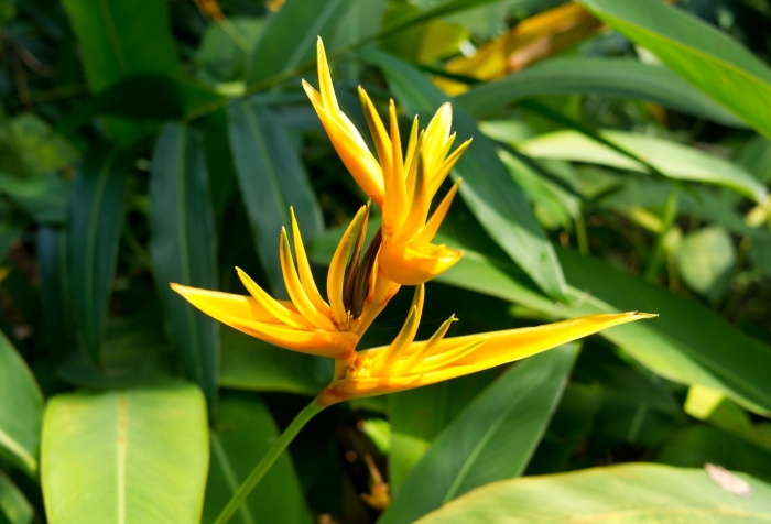 Heliconia aurantiaca