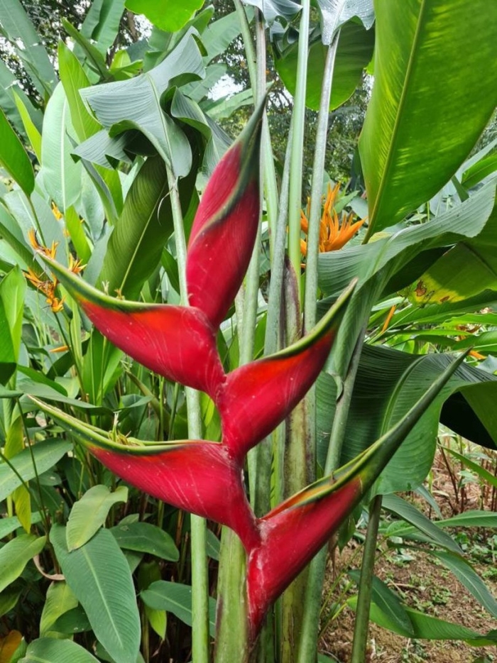 Heliconia stricta