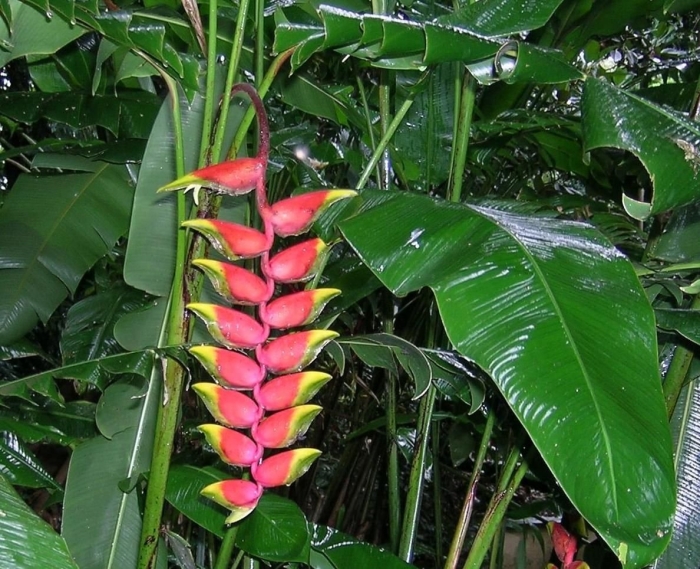 Heliconia velutina