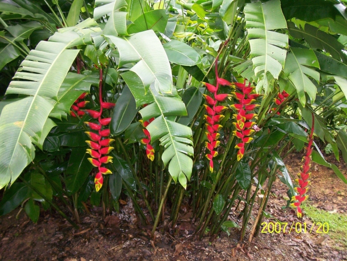 Heliconia rostrata