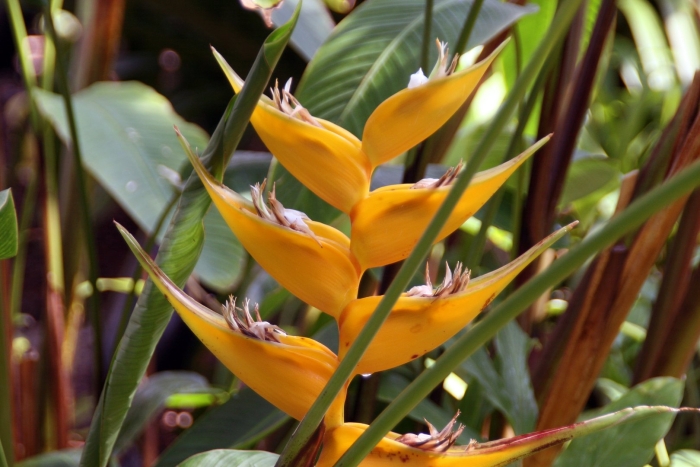 Heliconia rostrata