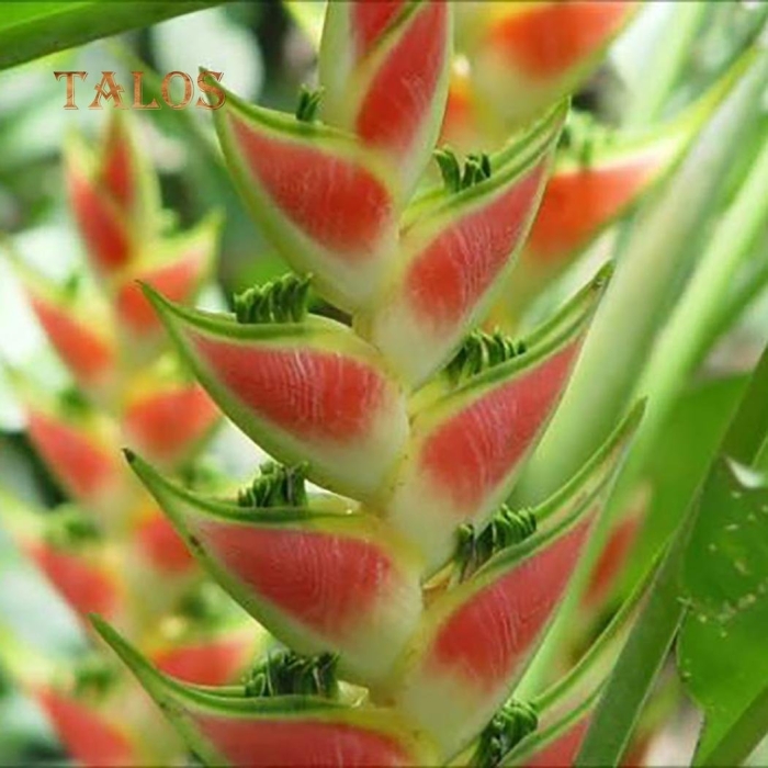 Heliconia wagneriana