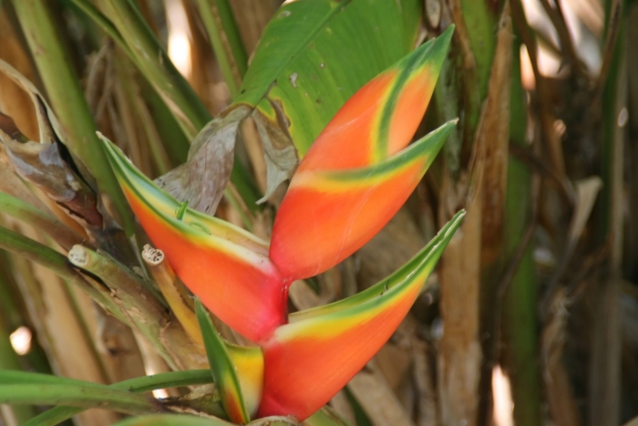 Геликония карибская