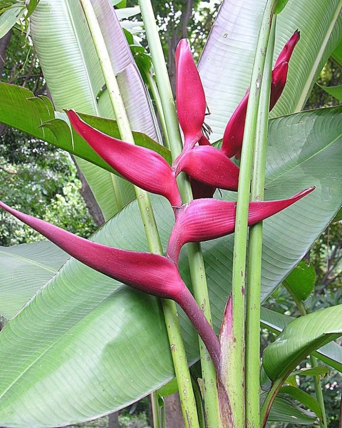 Heliconia bourgaeana