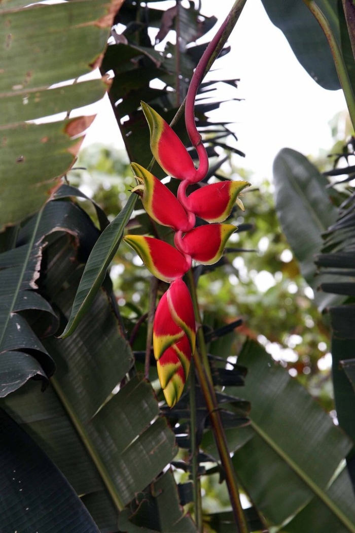 Геликония индийская (heliconia indica)