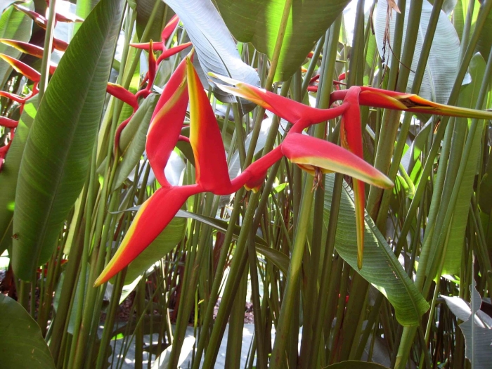 Стрелиция геликония