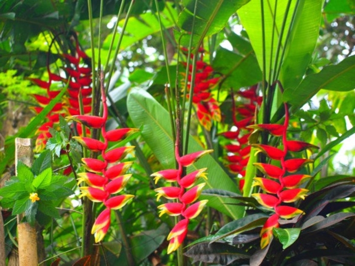 Heliconia nigripraefixa