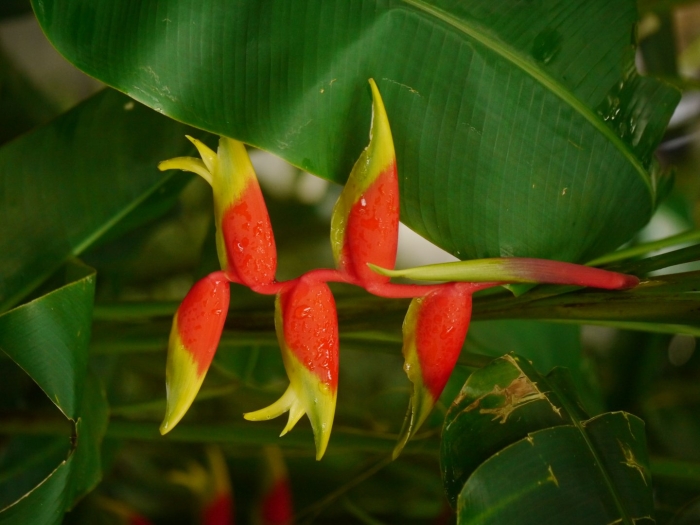 Heliconia rostrata