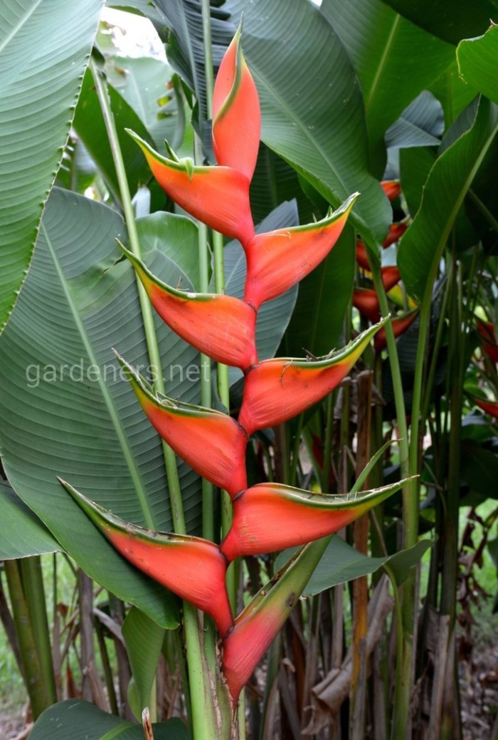 Геликония тропикал