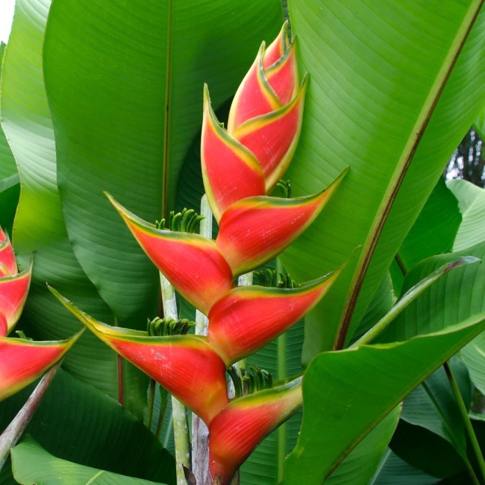 Heliconia caribaea