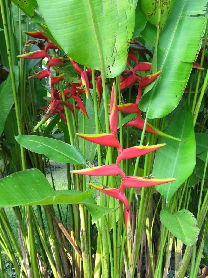 Стрелиция геликония