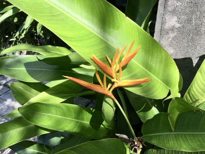 Heliconia densiflora