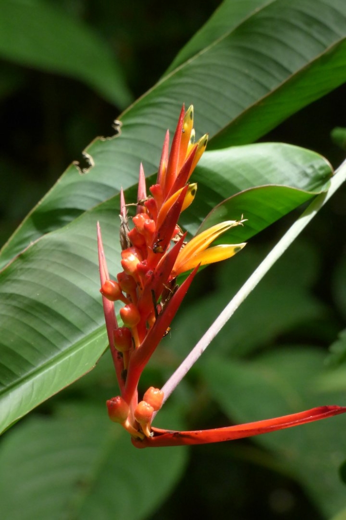 Heliconia psittacorum