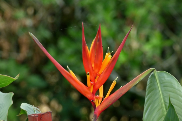 Геликония голден опал ред