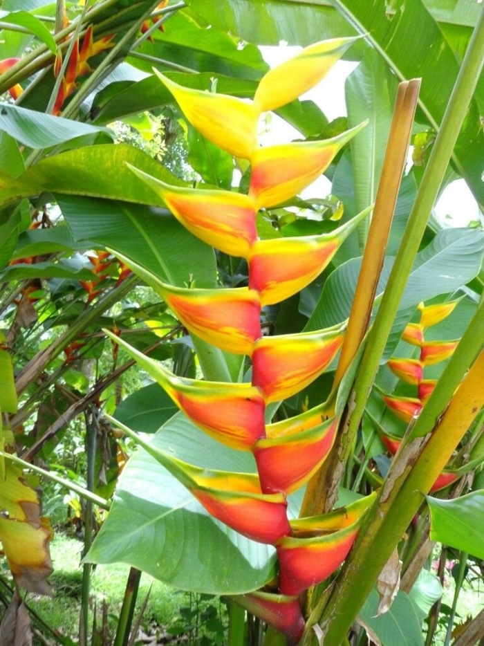 Геликония тропикал